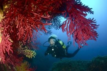 Lloguer vacances Submarinisme a les Illes Medes 